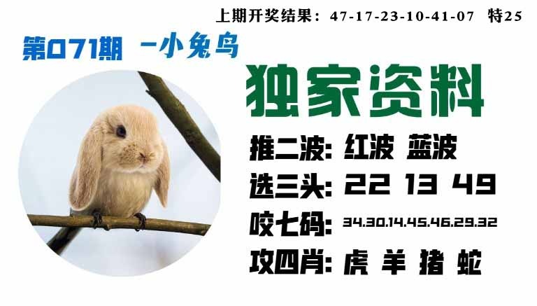 071期小兔鸟[图]